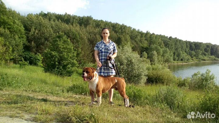 Передержка собак