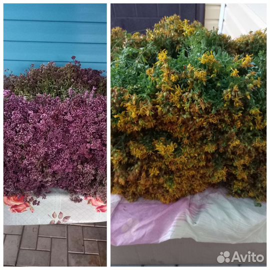 Сушеные травы