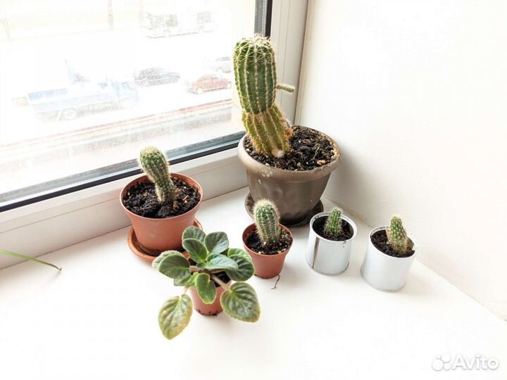 Кактусы и фиалка