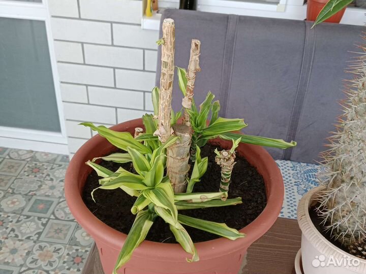 Цветы комнатные разные