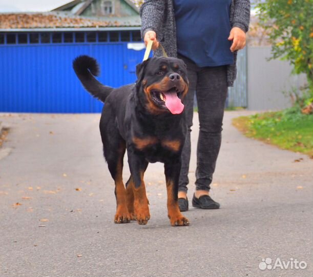 Щенки ротвейлера