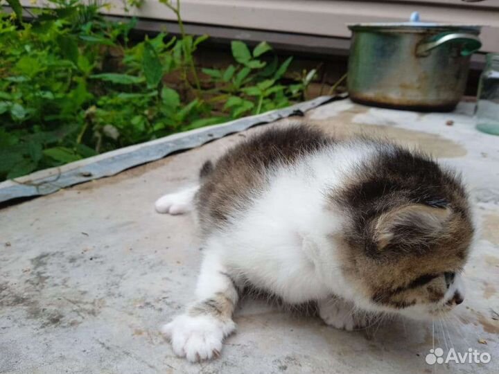 Кошка в дар