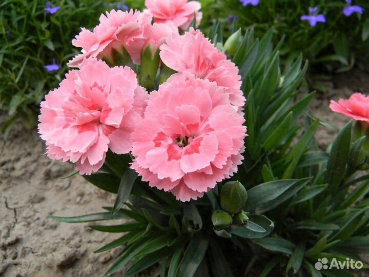 Гвоздика многолетняя