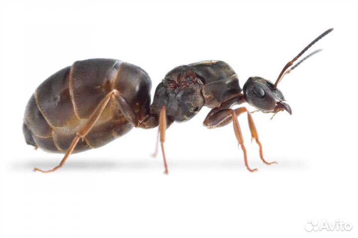 Муравьиная матка Lasius niger