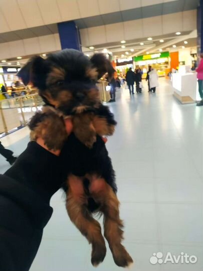 Йоркширский терьер доставка из Челябинска