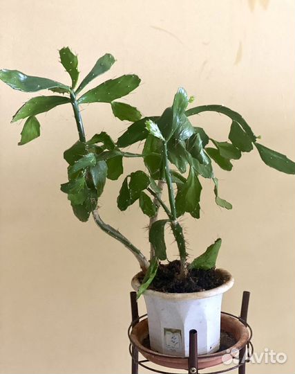 Кактус опунция растение