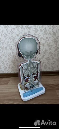 Занимательная анатомия Oregon