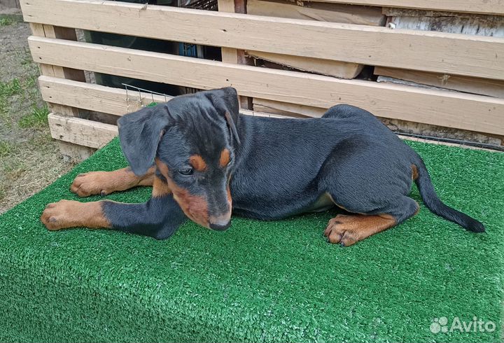 Немецкий пинчер