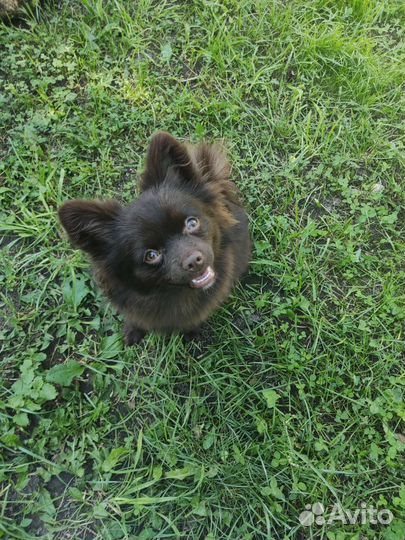 Померанский щпиц