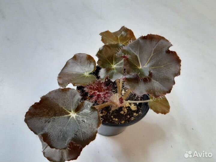 Комнатные растения 1