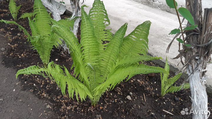 Папоротник