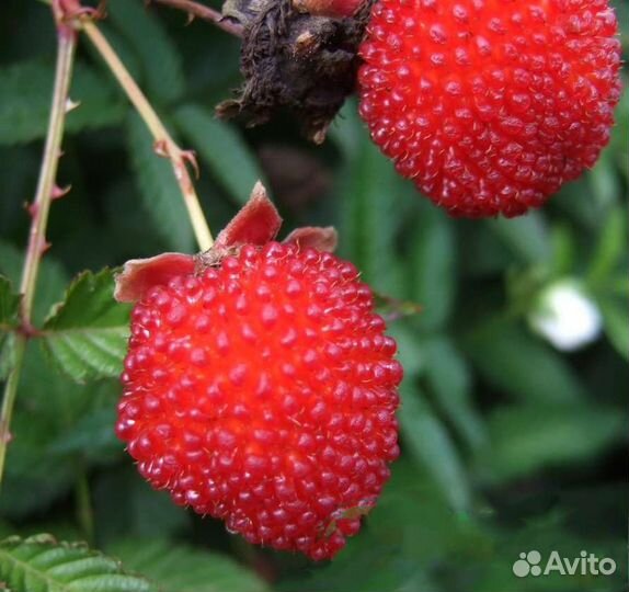 Саженцы Малина Тибецкая Мяо Мяо