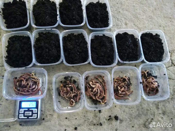 Черви Дендробена