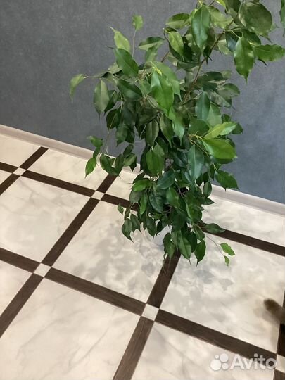 Фикус бенджамина