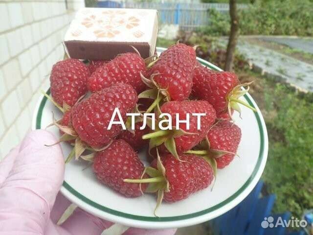 Ремонтантная малина саженцы опт и розница