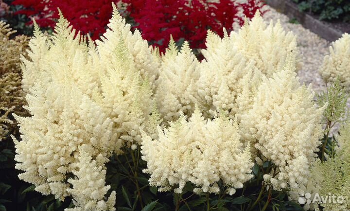 Астильба. Саженцы