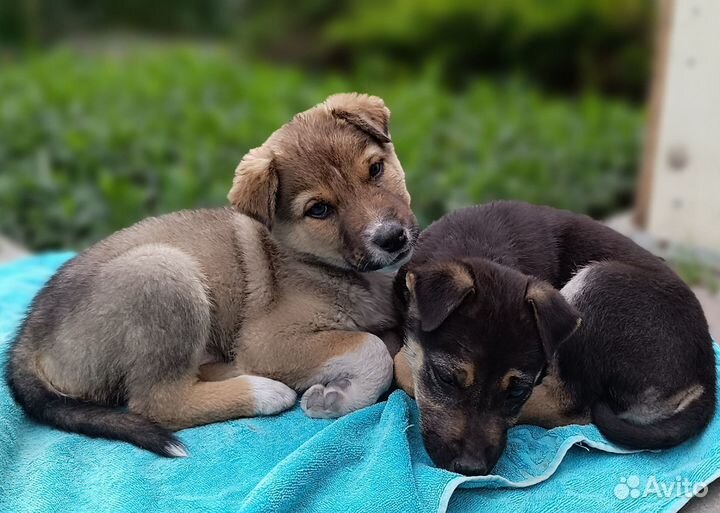 Щенки бесплатно