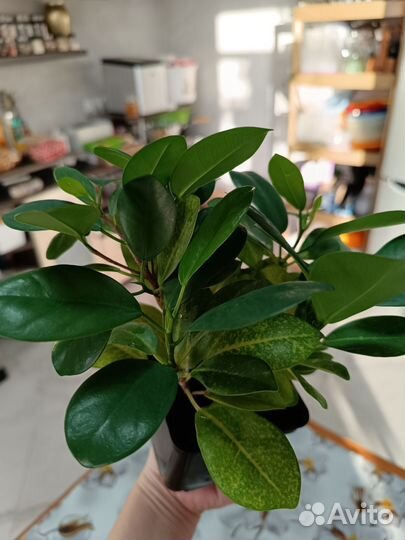 Фикус макламе