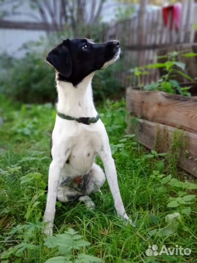 В Добрые Руки