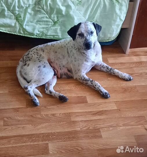 Собака в добрые руки