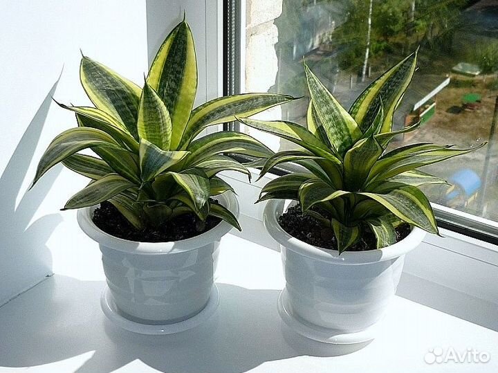 Сансевиерия Голден Ханни (крупные детки)