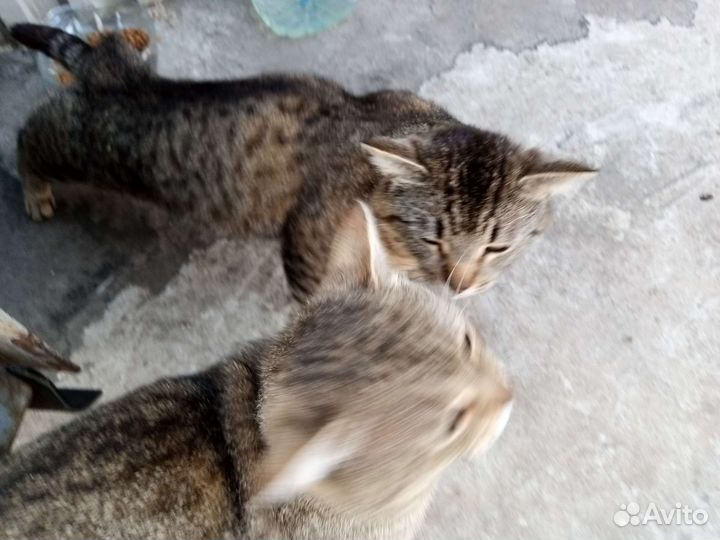 Котики молодые