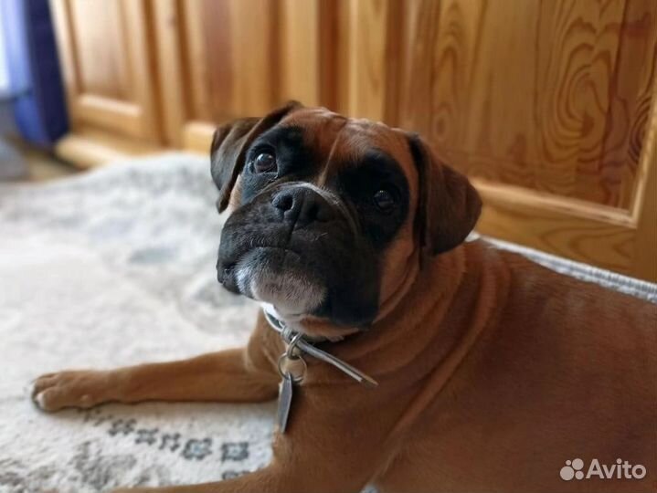 Немецкий боксер. Переустройство