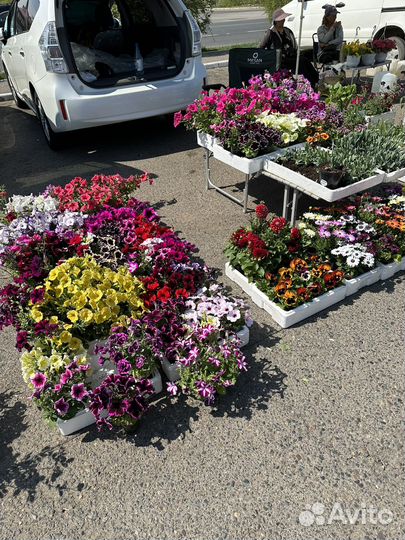 Рассада цветы