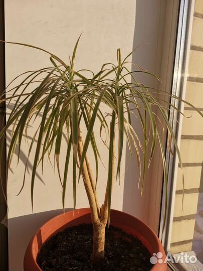 Комнатные цветы драцена