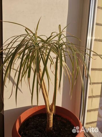 Комнатные цветы драцена