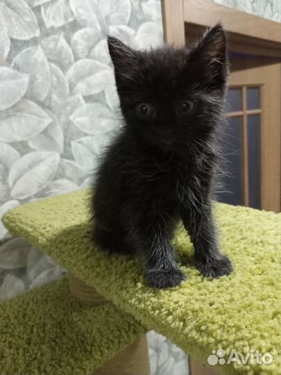 Отдам в добрые руки котят