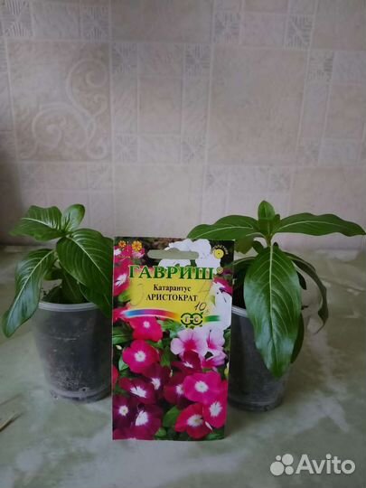 Рассада цветов