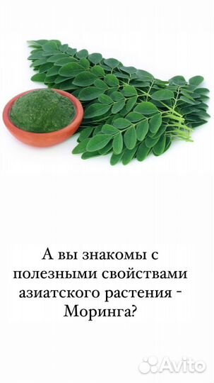 Чай Моринга