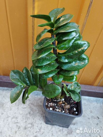 Замиокулькасы Жук, Зензи