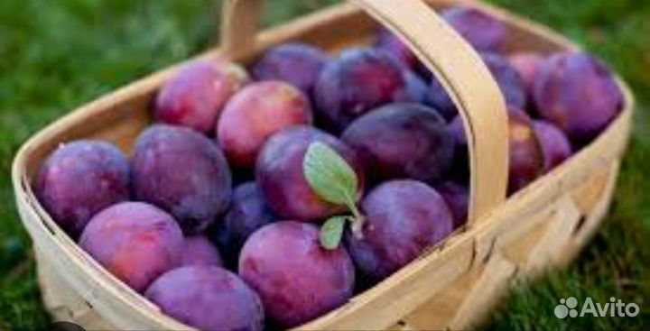 Слива домашняя