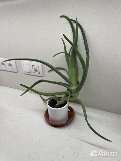 Домашние растения