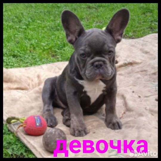 Девочка бульдожечка
