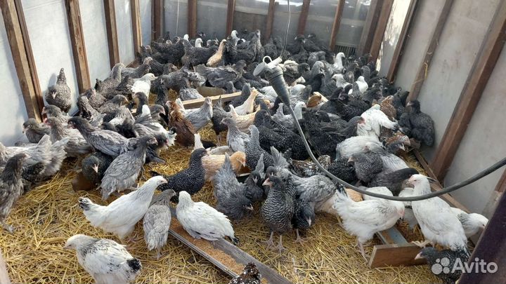 Куры несушки молодка