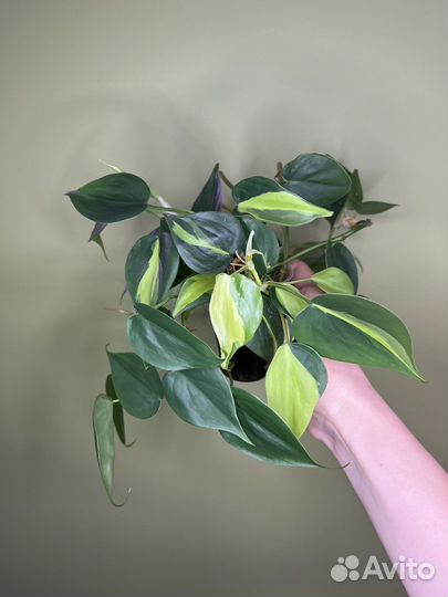 Филодендрон сканденс бразил