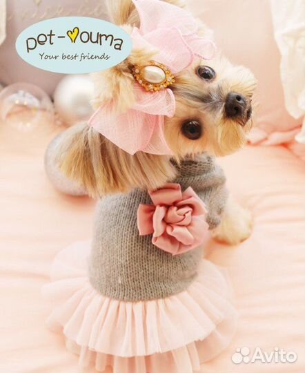 Одежда и аксессуары для собак