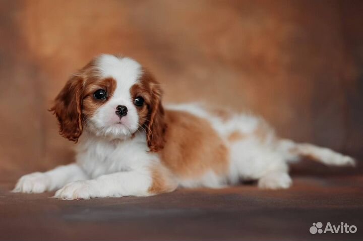 Кавалер кинг чарльз спаниель