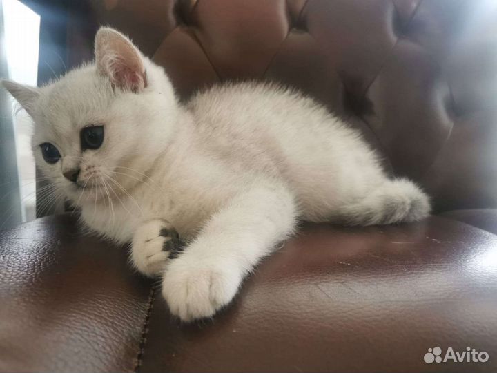 Британская