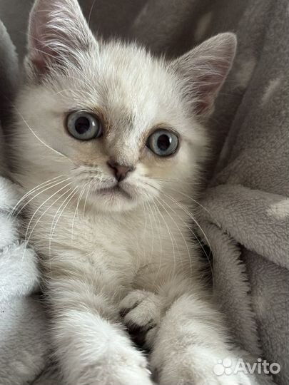 Шотландская