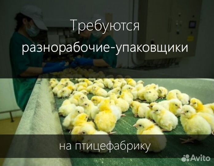 Разнорабочий-упаковщик на птицефабрику