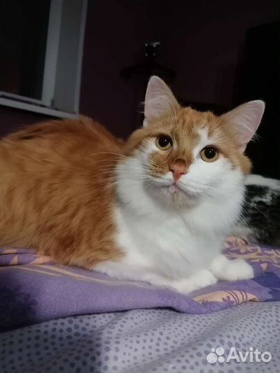 Котик ищет дом