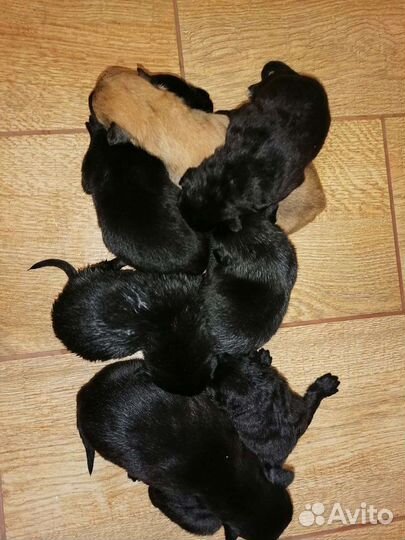 Щенки ищут дом щенки бесплатно