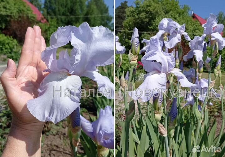Ирисы бородатые