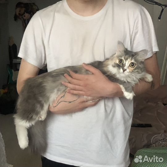 Кошки в добрые руки