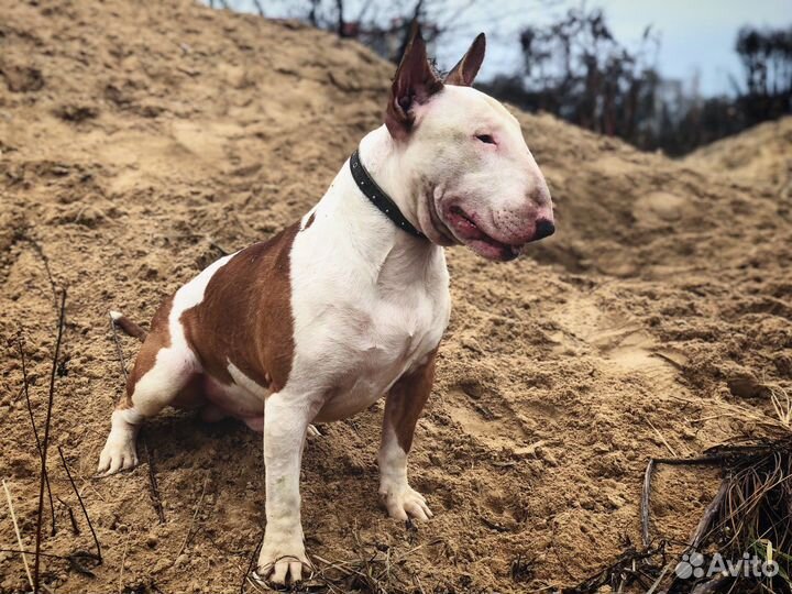 Бультерьер вязка