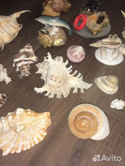 Сувениры из ракушек и ракушки